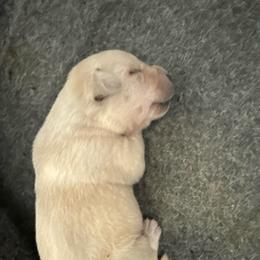 Boy 1- White English Lab - Yellow male Labrador Retriever puppy in Isanti, Minnesota from Four Corners Family Labs