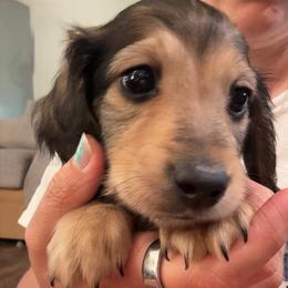 Goldie - Cream male Dachshund puppy in Boyd, Texas from R&R Animal Farm