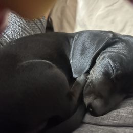Sassy - Dapple female Dachshund puppy in Panama City, Florida from 3 Weens