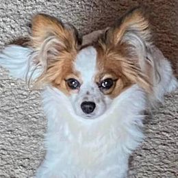 Collies and Papillons from Glenara Collies & Papillons