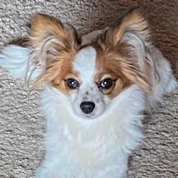 Collies and Papillons from Glenara Collies & Papillons