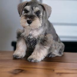 Miniature Schnauzer Puppies from Snowflake Schnauzers