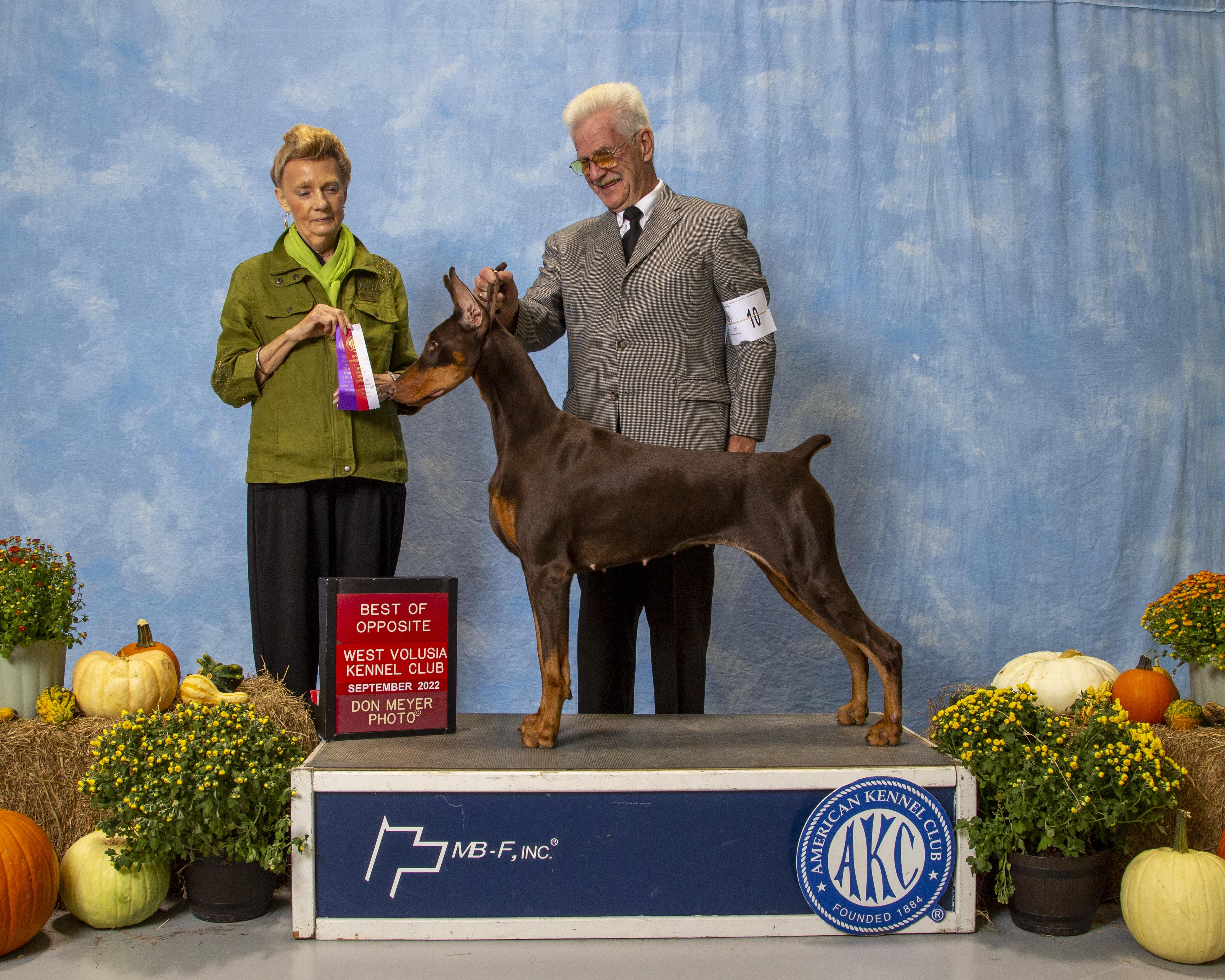 Doberman Pinschers from Indah Lux Dobermans