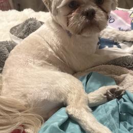 Maverick - Shih Tzu