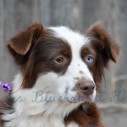 Miniature Australian Shepherd puppies from Texas Bluebonnet Herders