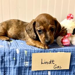 Lindt - Dapple female Dachshund puppy in Crawford, Colorado from Spotted Doxie Ranch