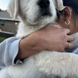 Golden Retriever Puppies from Panhandle PawsNClaws