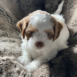 Boy 2 - White Shihpoo puppy in Rockwall, Texas from Pheasant Hill Farms