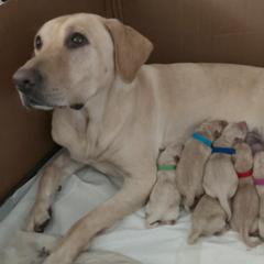 Labrador Retriever Puppies from Fauleen Lucero