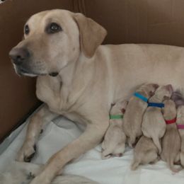 Labrador Retriever Puppies from Fauleen Lucero