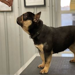 Pompei - French Bulldog