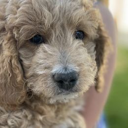 Goldendoodles from Dogs Delight