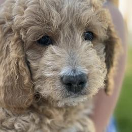 Goldendoodles from Dogs Delight