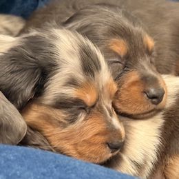 Dachshund Puppies from Collier Dachshunds
