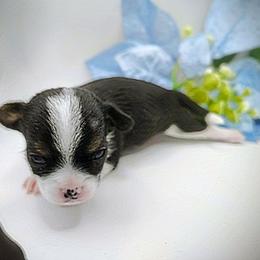 Baby boy 1 - Black and tan male Chihuahua puppy in Weatherford, Texas from Small and Mighty Chihuahuas
