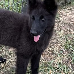 AKC Blue boy - Black male Belgian Sheepdog puppy in Hastings, Minnesota from Century Hills Farm