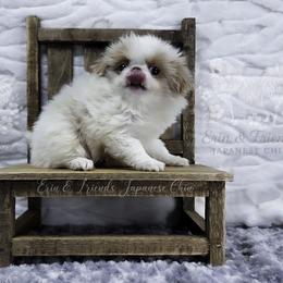 Valentino - Lemon and white male Japanese Chin puppy in Johnson City, Tennessee from Erin & Friends Japanese Chin