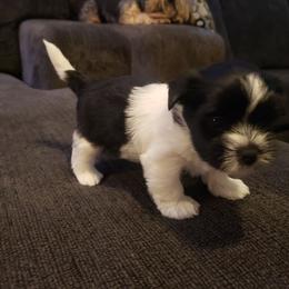 Roscoe - Parti male Yorkshire Terrier puppy in Mattoon, Illinois from Strohlz Yorkies