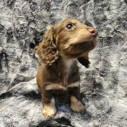 The Very Boy - Chocolate and tan male Dachshund puppy in Tampa, Florida from Deep Space Dachs