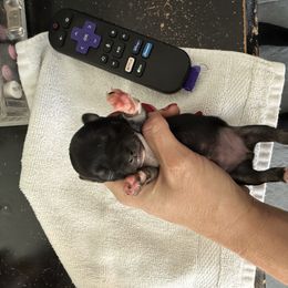 AKC girl 4 - Black and tan female Chihuahua puppy in Anoka, Minnesota from Anoka County MN AKC Chihuahuas