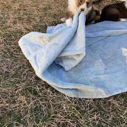 Shetland Sheepdog Puppies from Agee's World of Shelties