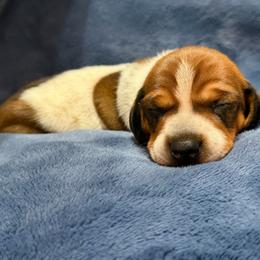 Snickerdoodle - Piebald male Dachshund puppy in Whitehouse, Texas from Daschund Pups