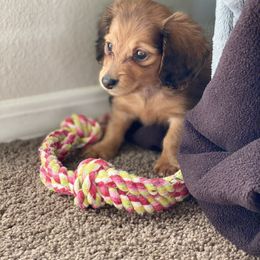 Dachshund Puppies from HP Dachs