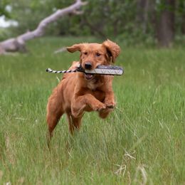 Rita - Golden Retriever