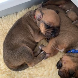 Rhodesian Ridgeback Puppies from Churchill Rhodesian Ridgebacks