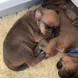 Rhodesian Ridgeback Puppies from Churchill Rhodesian Ridgebacks
