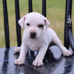 Minnie - White female Jack Russell Terrier puppy in West Bend, Iowa from Blue Skies Terriers