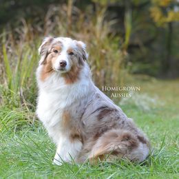 Australian Shepherd puppies from HomeGrown Aussies