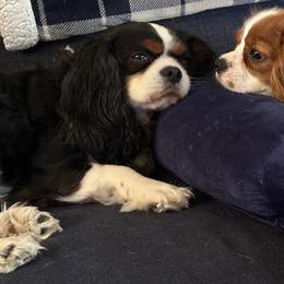 Grinch - Cavalier King Charles Spaniel