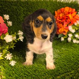 Cookie - Piebald female Dachshund puppy in Buckeye, Arizona from Duran Dachshunds