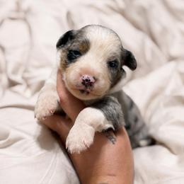 Swiss - Blue merle male Australian Shepherd puppy in Polk City, Florida from Skaky Shepherds