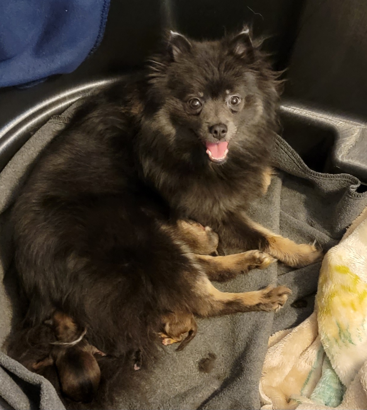 Pomeranians from Mother of Poms
