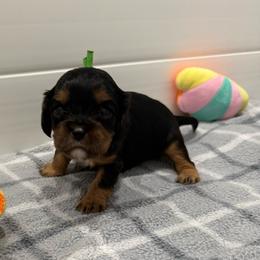 Hunter (green collar) - Black and tan male Cavalier King Charles Spaniel puppy in Ocala, Florida from Ray of Sunshine Spaniels LLC