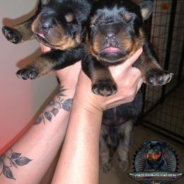 Rottweiler Puppies from Von Der Hing Rottweilers