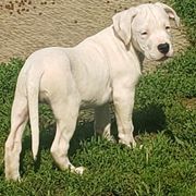 Dogo Argentino Puppies from Amy Collins