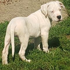 Dogo Argentino Puppies from Amy Collins