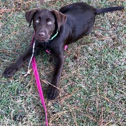 Labrador Retriever Puppies from Strickland’s Southern Kennels