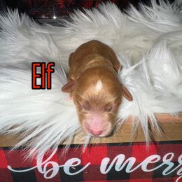 Elf - Red  male Goldendoodle puppy in Nortonville, Kentucky from Deb’s KY Doodles