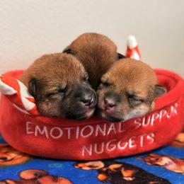 Shiba Inu puppies from Tobitatsu Shiba Inu