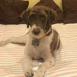 Juni - Labradoodle