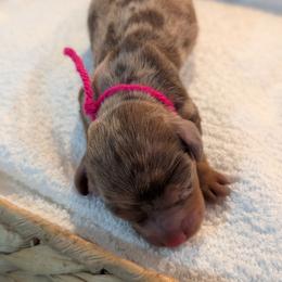 Pink ribbon - Dapple female Dachshund puppy in Sugarcreek, Ohio from Bahler Street Docies