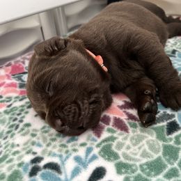 Labrador Retriever Puppies from Jewelwyn Labradors