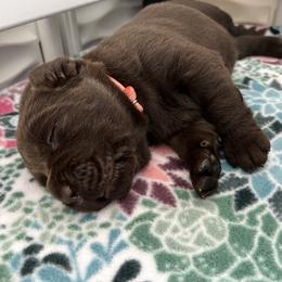 Labrador Retriever Puppies from Jewelwyn Labradors