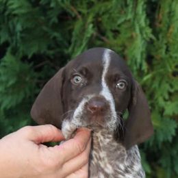 German Shorthaired Pointer Puppies from Hotwired GSPs