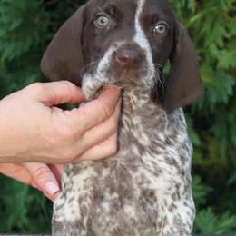 German Shorthaired Pointer Puppies from Hotwired GSPs