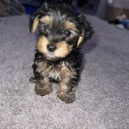 Yorkshire Terrier Puppies from Keia's Parti Yorkie Pups